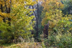 wirow_jesienia_2013_18