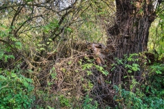 wirow_jesienia_2013_23