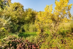 wirow_jesienia_2013_26