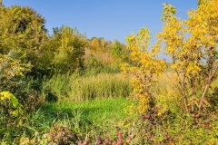 wirow_jesienia_2013_27