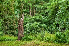 Wirow-latem-2012-002