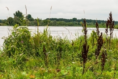 Wirow-latem-2012-007